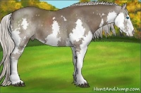 Horse Color:White Spotted Silver Black Splash 