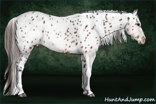 Horse Color:Bay Appaloosa 