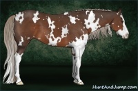 Horse Color:White Spotted Liver Chestnut Splash 