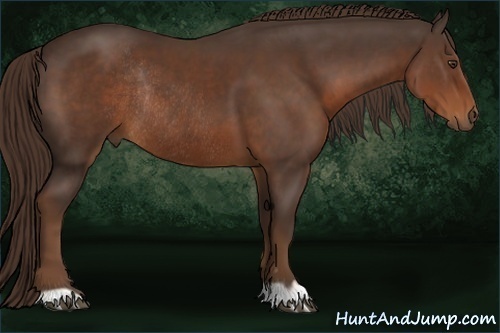 Horse Color:Liver Chestnut Rabicano