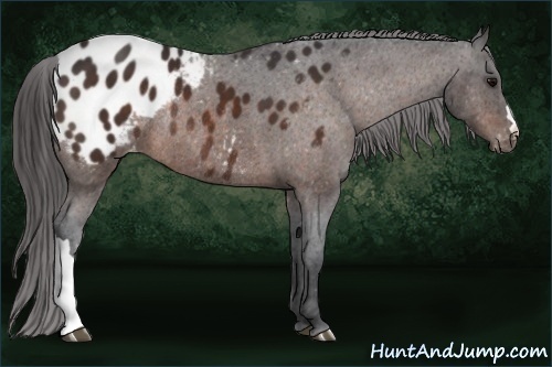 Horse Color:Bay Appaloosa Rabicano 