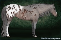 Horse Color:Bay Appaloosa Rabicano