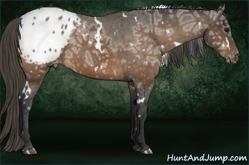 Horse Color:White Spotted Buckskin Ice Appaloosa 