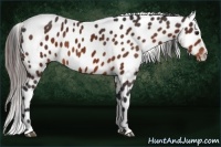 Horse Color:Bay Appaloosa 