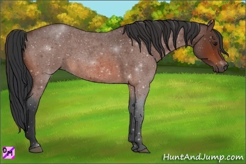 Horse Color:Bay Roan 