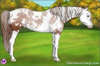 Horse Color:White Spotted Chestnut Splash