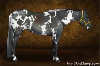 Horse Color:White Spotted Black 