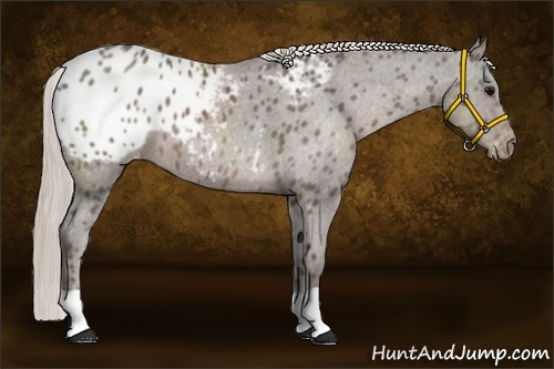 Horse Color:Silver Black Appaloosa 
