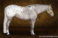 Horse Color:Silver Black Appaloosa 