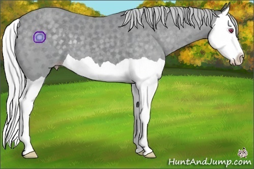 Horse Color:Silver Classic Champagne Chinchilla Splash