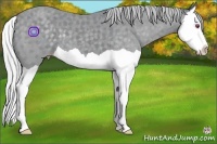 Horse Color:Silver Classic Champagne Chinchilla Splash 