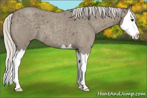 Horse Color:Silver Smoky Blue Roan Sabino Splash