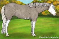 Horse Color:Silver Smoky Blue Roan Sabino Splash 