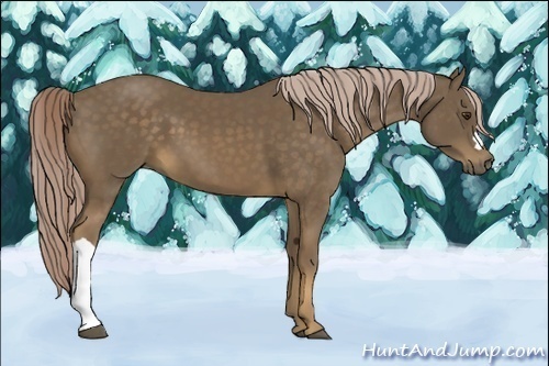 Horse Color:Chocolate Palomino 