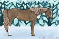 Horse Color:Chocolate Palomino 