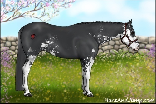 Horse Color:Black Sabino 