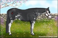Horse Color:Black Sabino 