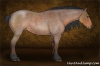 Horse Color:Bay Roan 