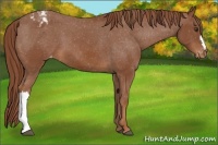 Horse Color:Chestnut Appaloosa 