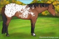 Horse Color:Bay Appaloosa