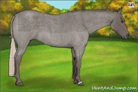 Horse Color:Silver Blue Roan