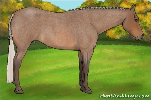 Horse Color:Silver Bay Roan 