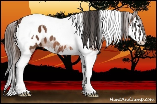 Horse Color:Bay Splash Tobiano Appaloosa 