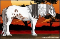 Horse Color:Bay Splash Tobiano Appaloosa 