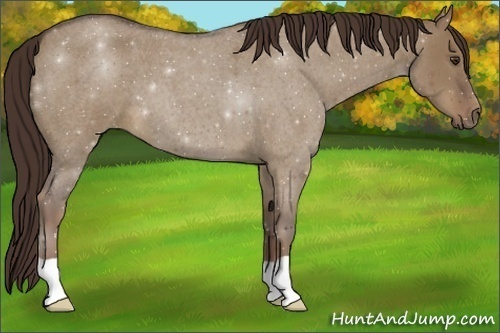 Horse Color:Liver Red Dun Roan 