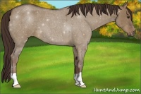 Horse Color:Liver Red Dun Roan 