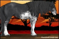 Horse Color:Black Sabino 