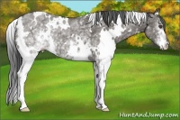Horse Color:White Spotted Grullo