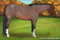 Horse Color:Bay Roan 