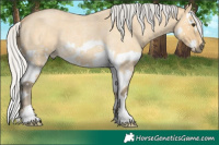 Horse Color:Silver Buckskin Roan Splash 