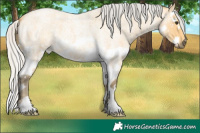 Horse Color:Silver Buckskin Roan Splash