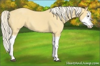 Horse Color:Palomino Roan Splash