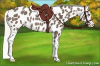 Horse Color:Silver Smoky Black Sabino Appaloosa Rabicano 