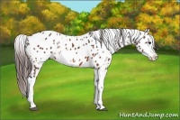 Horse Color:Bay Sabino Appaloosa 
