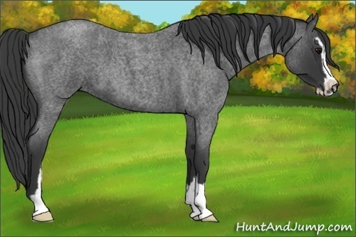 Horse Color:Blue Roan Sabino 