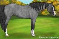 Horse Color:Blue Roan Sabino 