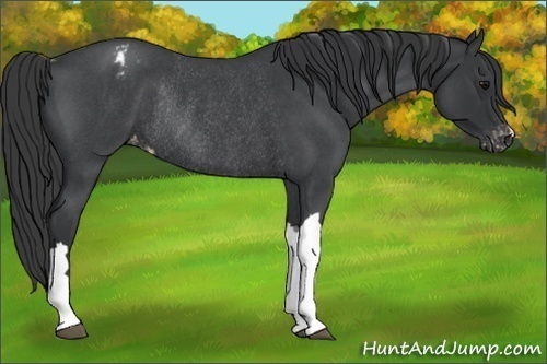 Horse Color:Blue Roan Appaloosa Rabicano 