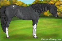 Horse Color:Blue Roan Appaloosa Rabicano 