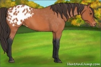 Horse Color:Bay Roan Appaloosa 