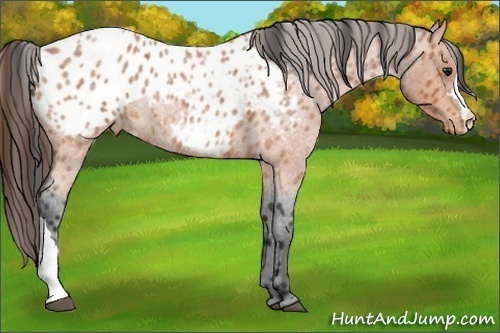 Horse Color:Bay Roan Appaloosa 