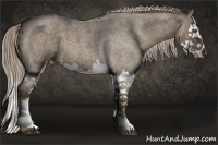 Horse Color:Chocolate Palomino Roan Splash
