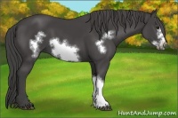 Horse Color:Smoky Black Frame 