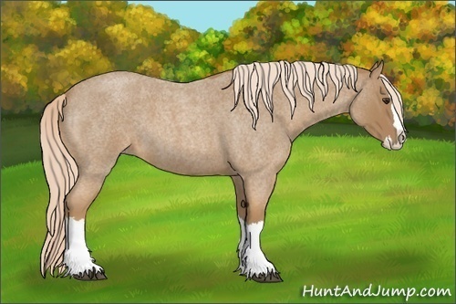 Horse Color:Palomino Roan Splash 
