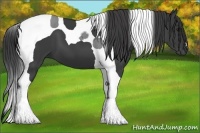 Horse Color:Smoky Black Tobiano 