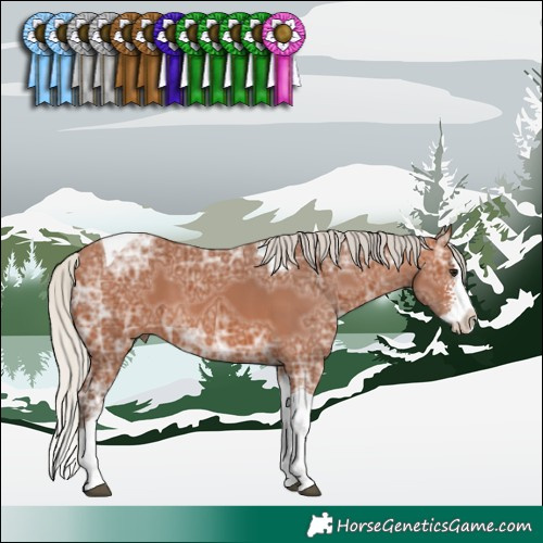 Horse Color:Silver Bay Ice Sabino Splash Tobiano 