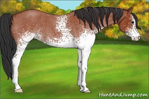 Horse Color:White Spotted Bay Roan 